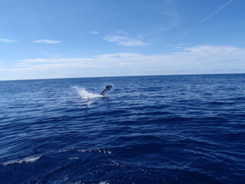 Sportfishing Tour - 38' Topaz "Talking Fish" - Full Day photo 5